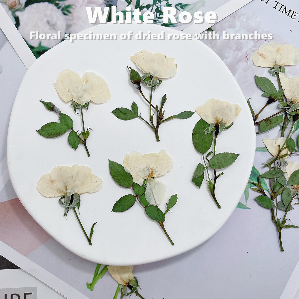 12 adet, Doğa Beyaz Pembe Kırm - Wedding Card Box incelemesi ve fiyatı